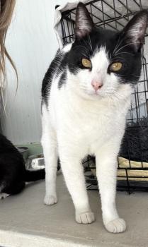 Connan Bild von Connan