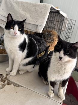 Connan Bild von Connan