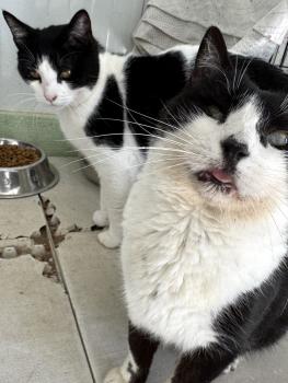 Connan Bild von Connan