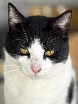 Connan Bild von Connan