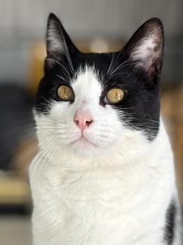 Connan Bild von Connan