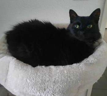 Leila Bild von Leila