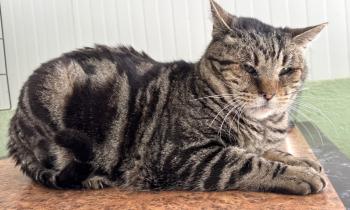 Damian Bild von Damian