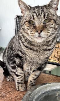 Damian Bild von Damian