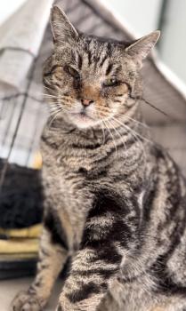 Damian Bild von Damian