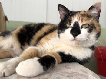 Bild von Almendra