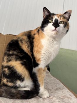 Bild von Almendra