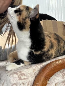 Bild von Almendra