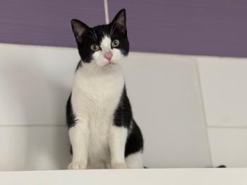 Snowball Bild von Snowball