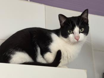 Snowball Bild von Snowball