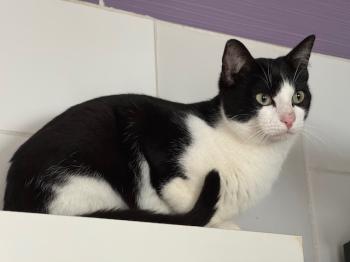 Snowball Bild von Snowball