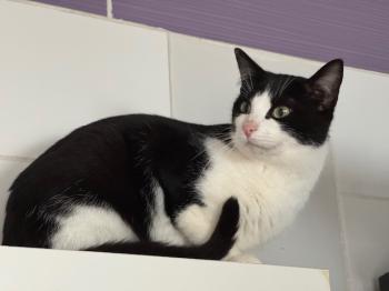 Snowball Bild von Snowball