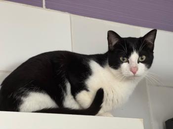 Snowball Bild von Snowball