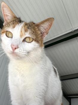 Bild von Chica