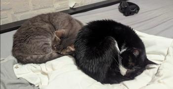 Txispi Bild von Txispi