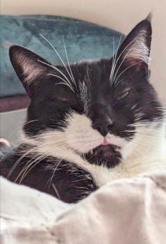 Txispi Bild von Txispi