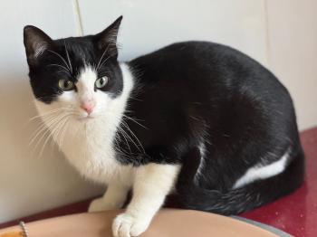 Snowball Bild von Snowball