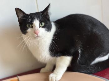 Snowball Bild von Snowball