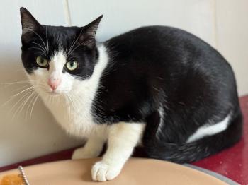 Snowball Bild von Snowball