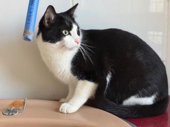 Snowball Bild von Snowball