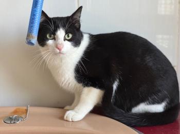 Snowball Bild von Snowball