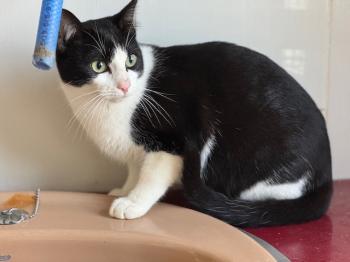 Snowball Bild von Snowball