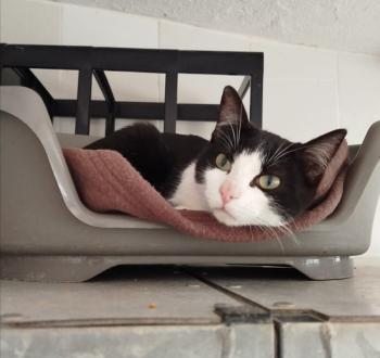 Snowball Bild von Snowball