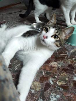 Bild von Bambu
