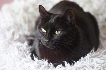 Bojador Bild von Bojador