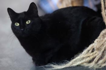 Bojador Bild von Bojador