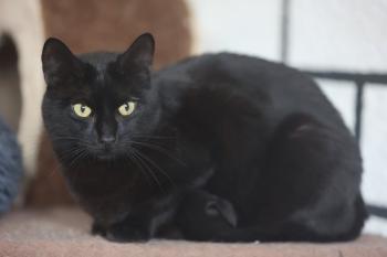 Bojador Bild von Bojador