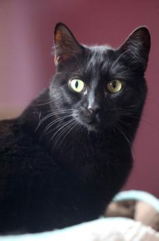 Bojador Bild von Bojador