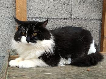 Bild von Lance