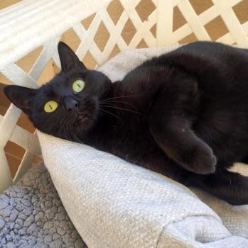 Bild von Camelia