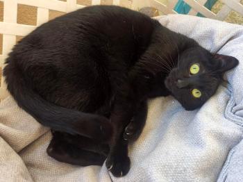 Bild von Camelia