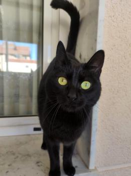 Bild von Camelia