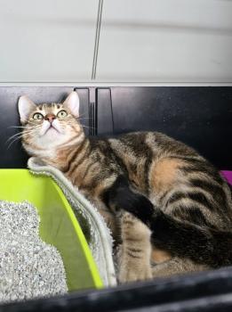 Bild von Laska