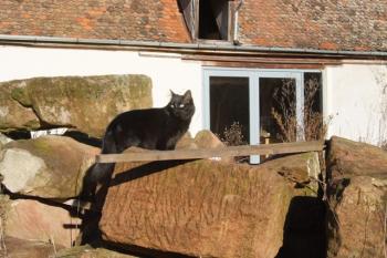 1002 Bild von Kiku