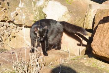 3583 Bild von Kiku