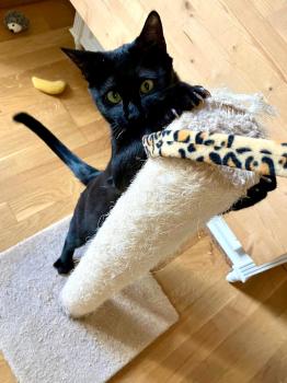 Bild von Ezra