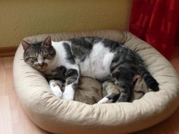 Panchi Bild von Panchi