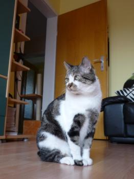 Panchi Bild von Panchi