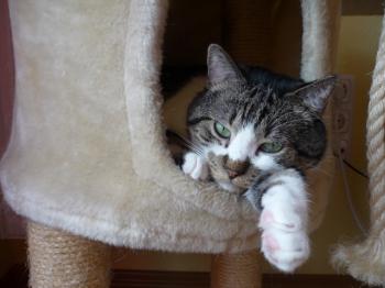 Panchi Bild von Panchi