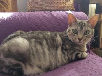 Bild von Sahara