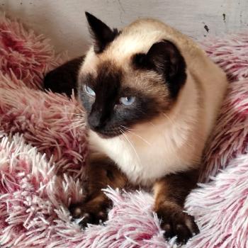 Bild von Canela