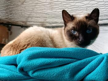 Bild von Canela