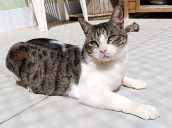 Hugo Bild von Hugo