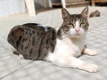Hugo Bild von Hugo