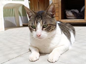 Hugo Bild von Hugo