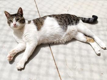 Hugo Bild von Hugo